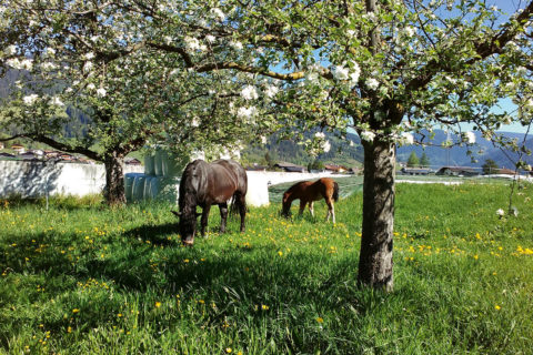 Tiere Bauernhofurlaub Flachau Salzburg 2