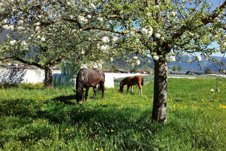 Tiere - Urlaub am Bauernhof in Flachau, Salzburger Land