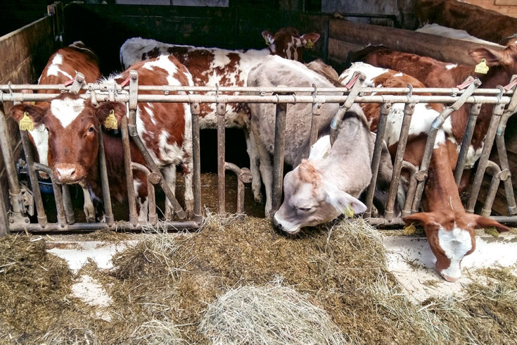 Tiere - Urlaub am Bauernhof in Flachau, Salzburg