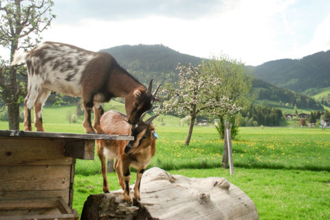 Tiere - Bauernhofurlaub in Flachau, Salzburg Tiere - Bauernhofurlaub in Flachau, Salzburg